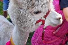 454633111_992336082686757_8347459088178859839_n