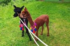 286810012_1097591397459608_6433049446036793573_n