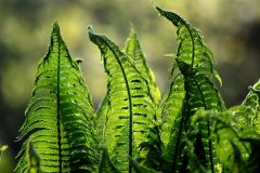 fern-1379020_640
