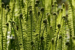 fern-3367008_640