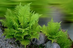 plant-2388823_640