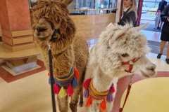 459074414_1013577423895956_5524867700708681193_n