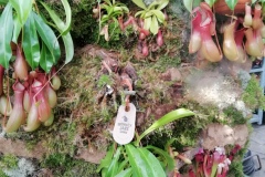 IMG_20191011_103301_resized_20191011_022323854