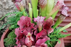 IMG_20191011_103405_resized_20191011_022323524