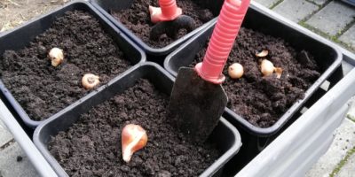 Szkolny mini-ogródek