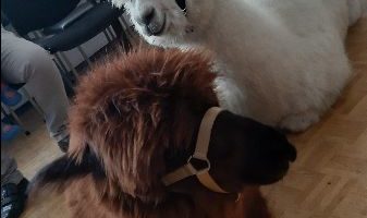 Odwiedziny Niko i Bono