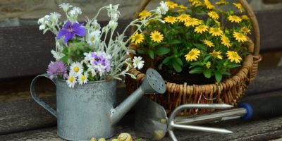 #zostań w domu – wiosna w ogrodzie