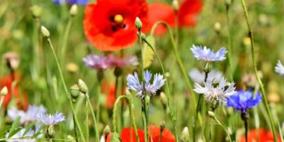 #zostań w domu – majowa łąka