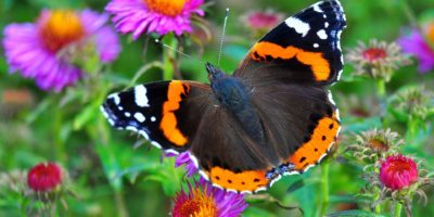 #zostań w domu – łąka w maju