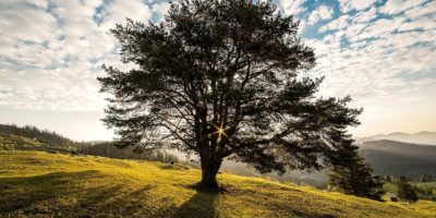 10 października – Światowy Dzień Drzewa