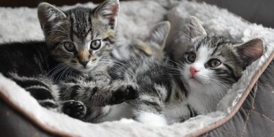 Światowy Dzień Kota