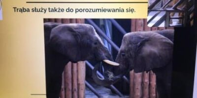 Wycieczka do zoo