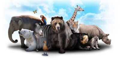 Światowy Dzień Zwierząt