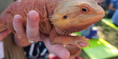 Hodowla Gadów REPTILES