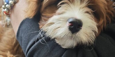 Dogoterapia – magia na czterech łapach